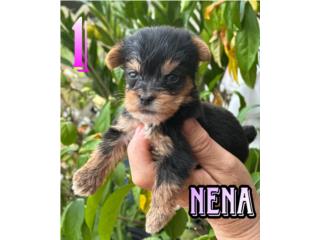Puerto Rico Yorkshire terrier (Yorkies) , Perros Gatos y Caballos