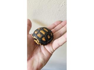 Tortuga Red foot Puerto Rico