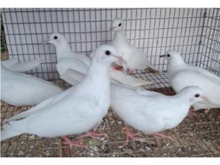 Collarinas blancas