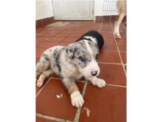Puerto Rico Australian Sheperd standard , Perros Gatos y Caballos