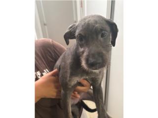 Schnauzer hembra gratis  Puerto Rico