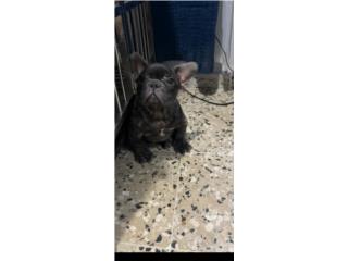 Puerto Rico Frenchbulldogs lineas chinas , Perros Gatos y Caballos