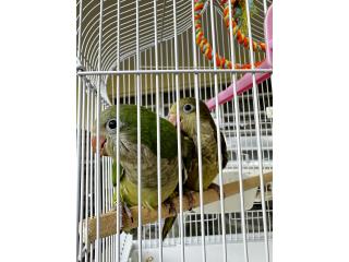 Hermoso Split Blue y Olive Quaker - 300 OMO