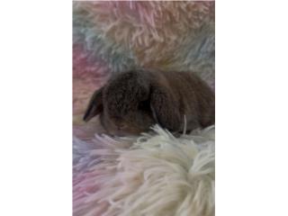 Holland lop hembra  Puerto Rico