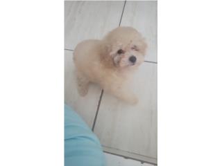 Puerto Rico Toy poodle crema hembra AKC, Perros Gatos y Caballos