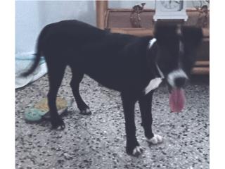 Se regala perrita Puerto Rico