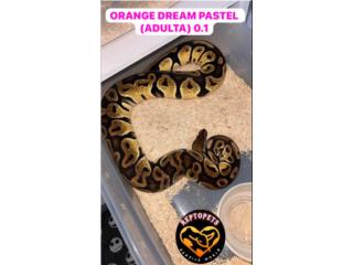 Ball Python Pastel OD  Puerto Rico