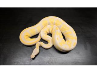 Serpiente Black Head Lavander albino Puerto Rico