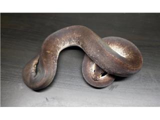 Serpiente / serpientes ball python  Puerto Rico