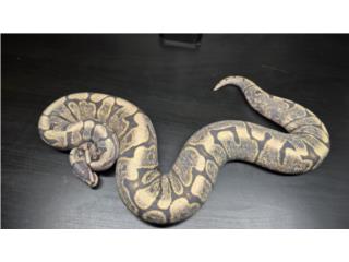 Serpiente / serpientes ball python  Puerto Rico