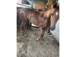 Caballo Potrilla de Paso Fino Puerto Rico