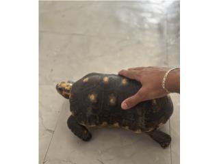 Tortuga Red Foot   Puerto Rico