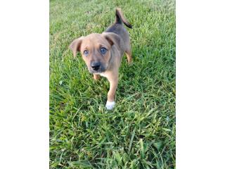 ADOPTAME puppy macho Puerto Rico