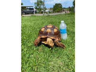 Tortuga sulcata  Puerto Rico