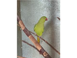 Cotorras Ringneck