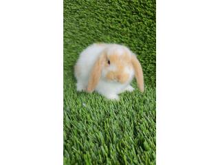Variedad de MINI LOPS Puerto Rico