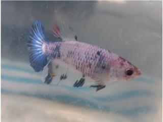 Bettas hembras Puerto Rico