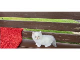 Hermosas gatita persa