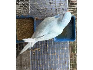 Ringneck azul arlequ&#237;n 
