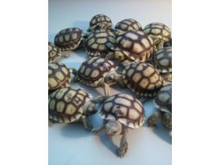 Tortugas terrestres sulcatas nacidas en PR Puerto Rico