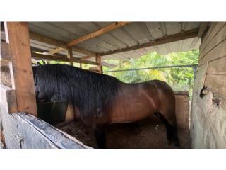 Fino buen linaje 
