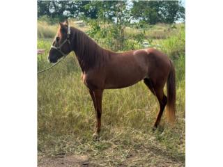 Potranca Colombiana