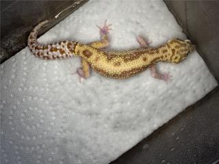 GECKO LEOPARDO Puerto Rico
