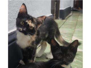 Gatitos bebés para adopción - estan vacunados Puerto Rico