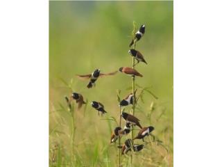 Finches 