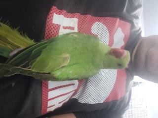 Ringneck 