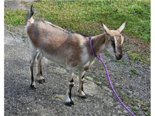 Cabras Alpina con Sanen $275 Puerto Rico