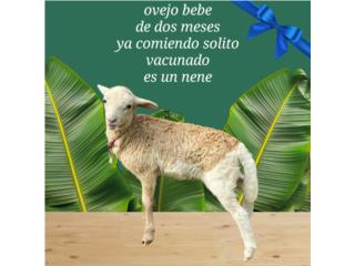 Ovejo macho Puerto Rico