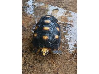 Tortuga terrestre de patas rojas Puerto Rico