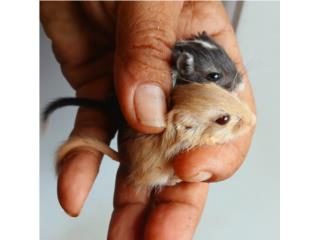 gerbils Puerto Rico
