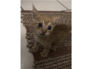 Gatito disponible para adopcin Puerto Rico