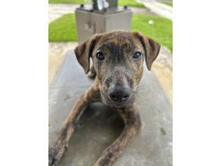 Puppy hembra  Puerto Rico