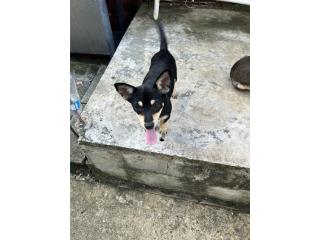 Se regala chihuahua en Ponce Puerto Rico