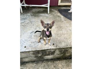 Chihuahua en Ponce Puerto Rico