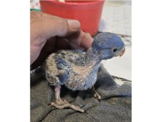RINGNECKS VIOLETAS BEBES