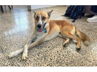 Perro amable Puerto Rico