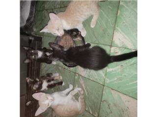 Gatitos para adopcin  Puerto Rico