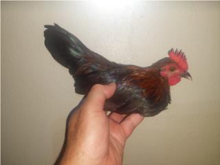 Gallito Kiri