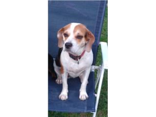 Beagle mixto adoption  Puerto Rico