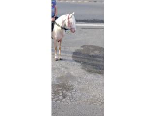 Caballo Albino manso manso capao Puerto Rico