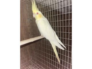 Cockatiel Hembra probada 