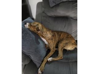 Adopcion perrita Puerto Rico