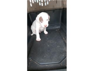 Puppy Macho Puerto Rico