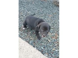 Puppy Macho Puerto Rico