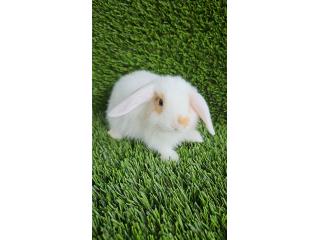 Mini lop White ear  Puerto Rico