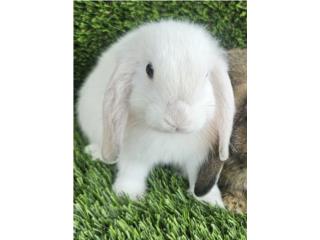 Mini lop BEW Puerto Rico